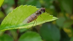 Episyrphus balteatus