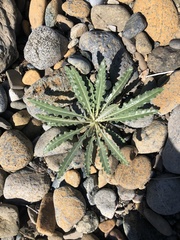 Mentzelia laevicaulis