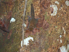 Exilisciurus exilis