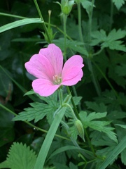 Geranium × oxonianum
