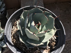 Agave parryi truncata
