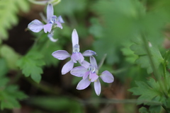 Delphinium anthriscifolium