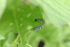 Tenthredinidae