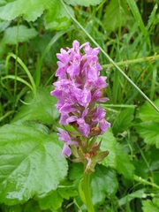 Dactylorhiza praetermissa