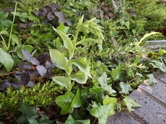 Epipactis phyllanthes