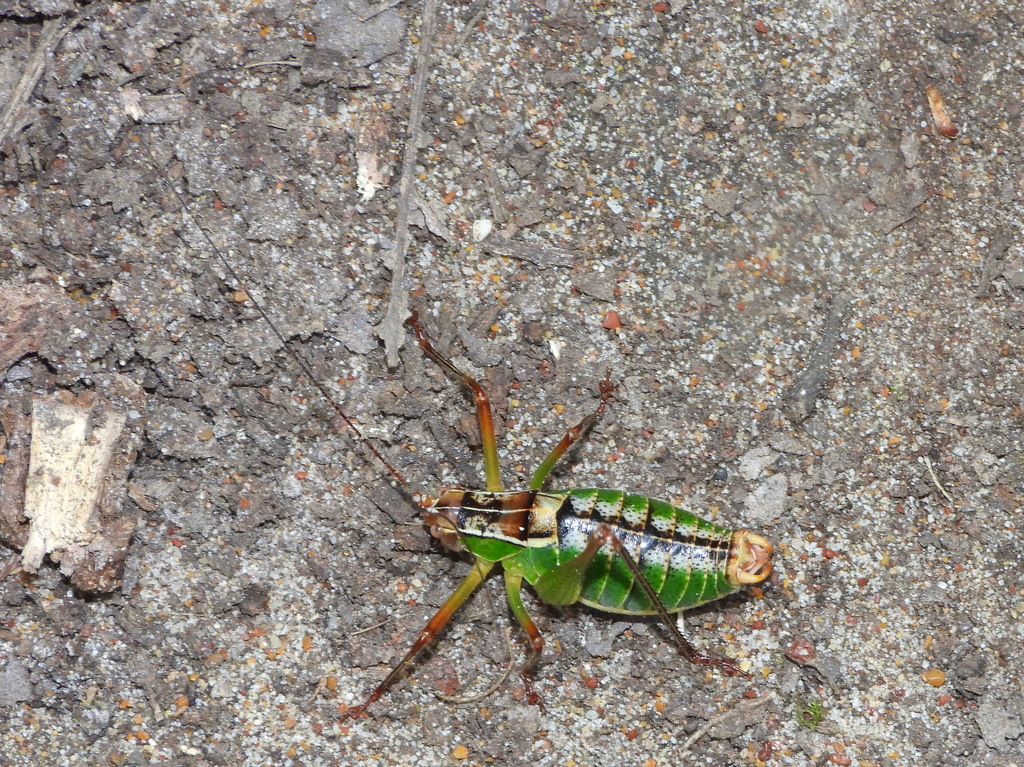 Italian Ornate Bush-cricket