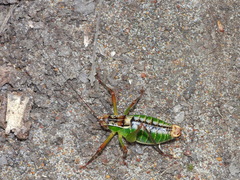 Metaplastes pulchripennis