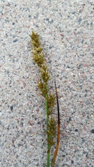 Carex diandra