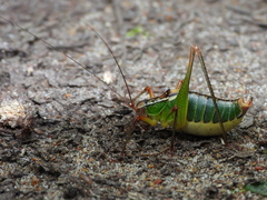 Metaplastes pulchripennis