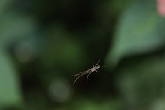 Tetragnatha