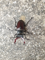 Lucanus cervus