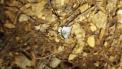 Sisyrinchium albidum