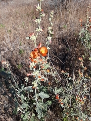 Sphaeralcea munroana