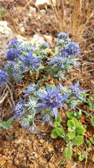 Eryngium dilatatum