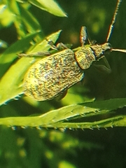 Phyllobius pomaceus