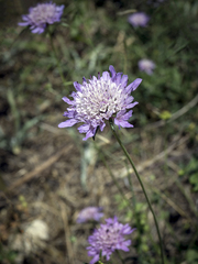Sixalix atropurpurea