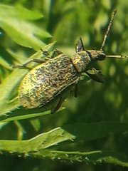 Phyllobius pomaceus