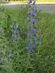 Echium vulgare
