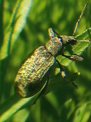 Phyllobius pomaceus