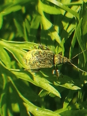 Phyllobius pomaceus