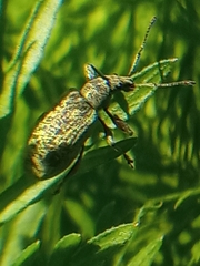 Phyllobius pomaceus