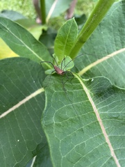 Leiobunum calcar