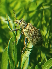 Phyllobius pomaceus