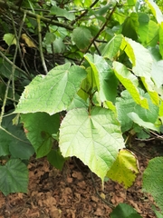 Dombeya × cayeuxii