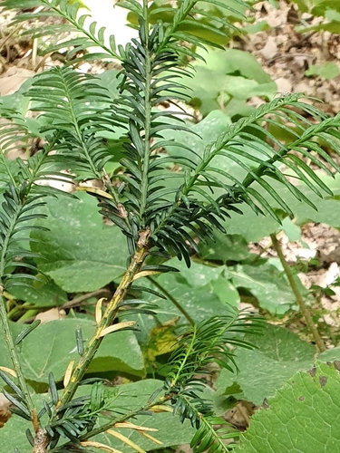 Taxaceae image