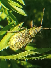 Phyllobius pomaceus