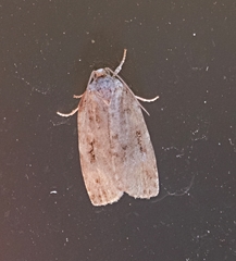 Agonopterix curvilineella