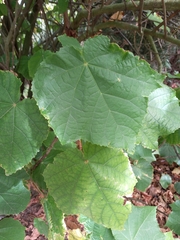 Dombeya × cayeuxii