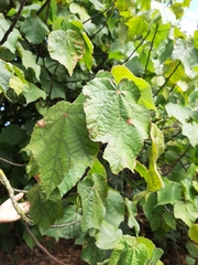 Dombeya × cayeuxii