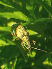 Phyllobius pomaceus