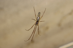 Tetragnatha praedonia