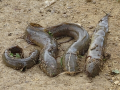 Protopterus annectens