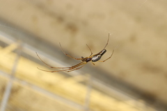 Tetragnatha praedonia