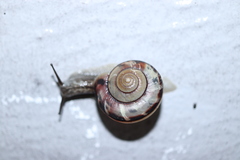 Euhadra peliomphala