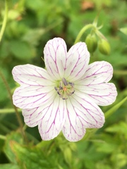 Geranium × oxonianum
