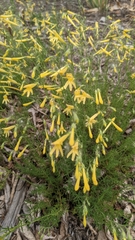 Penstemon pinifolius
