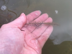 Pseudacris triseriata