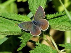 Cyaniris semiargus
