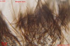 Lasiobelonium variegatum