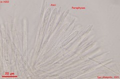 Lasiobelonium variegatum