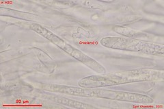 Lasiobelonium variegatum