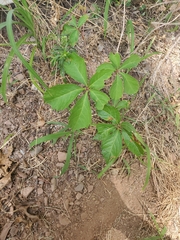Parthenocissus quinquefolia