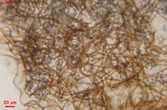 Lasiobelonium variegatum