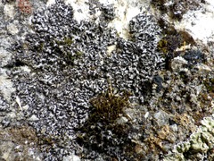 Phaeophyscia hispidula