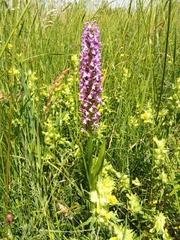 Dactylorhiza incarnata