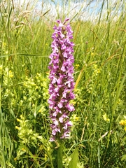 Dactylorhiza incarnata